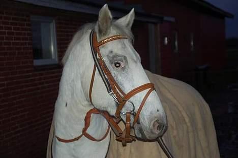 Knabstrupper Ziggie Stardust billede 19