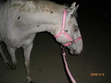 Knabstrupper Ziggie Stardust billede 20