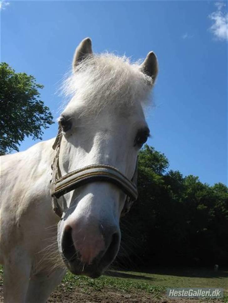 Welsh Mountain (sec A) Frække Frederik aflivet:( - Welkommen til kronprins flaying frække frederik fin fætter juel månsson!! (foto:emma) billede 1