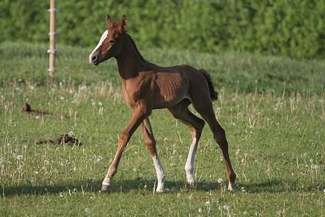Anden særlig race Rafaell Af Egehøj R.I.P - Trav Trav.. * _Nyt* billede 5