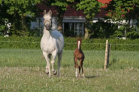 Anden særlig race Rafaell Af Egehøj R.I.P - *Nyt* billede 8