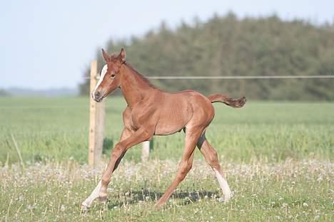 Anden særlig race Rafaell Af Egehøj R.I.P - Gallop *Nyt* billede 10