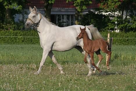 Anden særlig race Rafaell Af Egehøj R.I.P - Se mor! Jeg flyver... *Nyt* billede 11