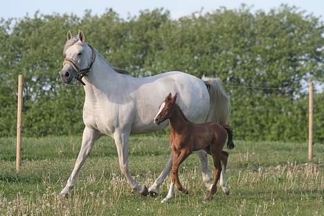 Anden særlig race Rafaell Af Egehøj R.I.P - *Nyt* billede 12