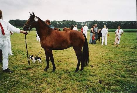 New Forest Fortune April Filly  - 18. Filly til kåring som 3 årig. billede 17