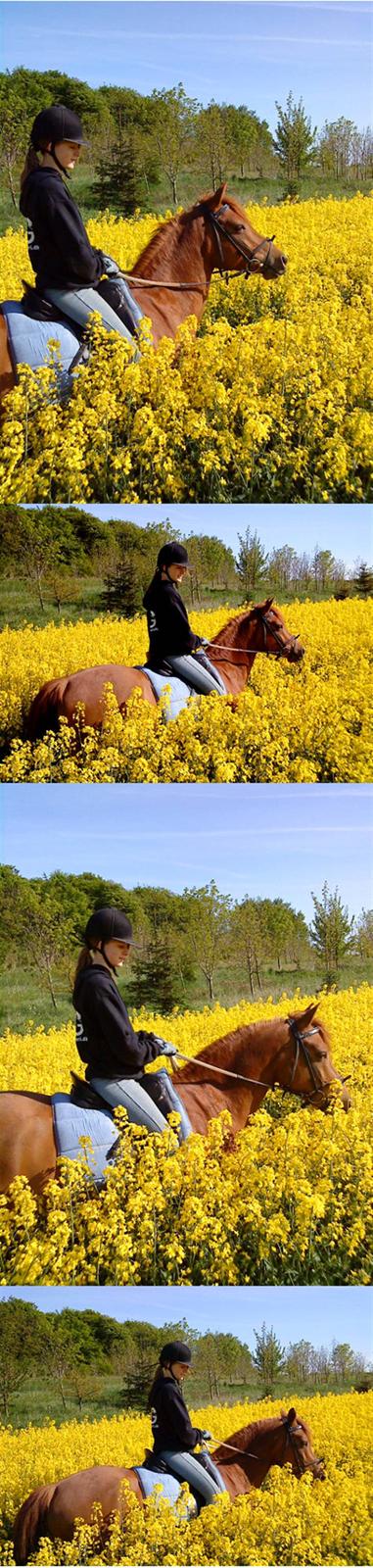 Anden særlig race Sebastian - Mig og Smukke drengen i blomsterne:D Fotograf: Sarah:D <3 billede 3