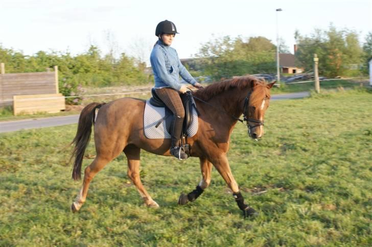 Tysk Sportspony Gizmo *Solgt* - Dressur på Gizmo, trav - maj 09 billede 4