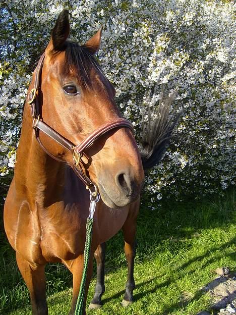 Hollandsk Varmblod Zorro - R.I.P 10/4 - 08 billede 2