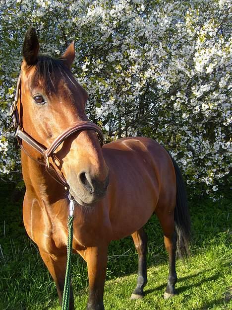 Hollandsk Varmblod Zorro - R.I.P 10/4 - 08 billede 3