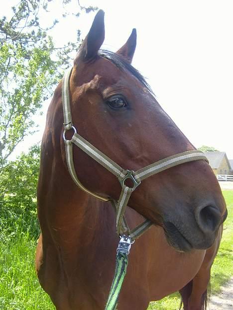 Hollandsk Varmblod Zorro - R.I.P 10/4 - 08 billede 4