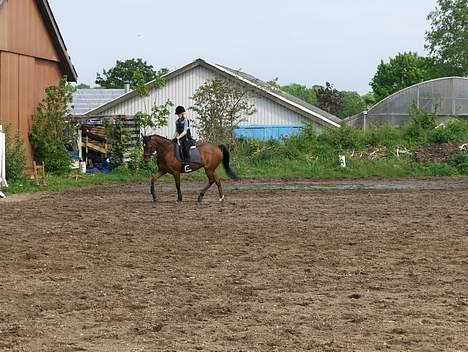 Fuldblod (XX) Amiga billede 13