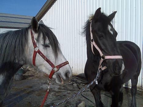 Anden særlig race Misty <3 -  Misty og Queen på gårdspladsen. billede 15