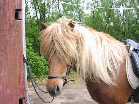Islænder Lygna f. Boes  - Lygna ! <´333 billede 6