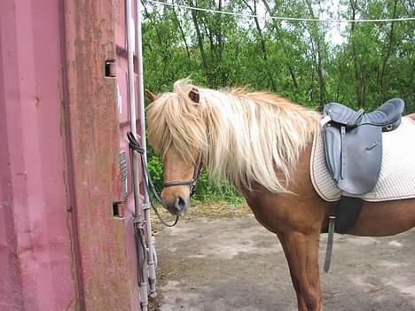 Islænder Lygna f. Boes  - Min prinsesse! :) billede 7