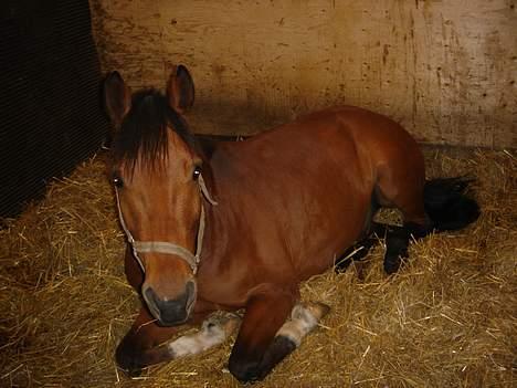 Anden særlig race Kally * R.I.P* 19/3-08 <3 - Så mener Kally vidt at han har fri.. Så vi må helere sige hej hej..Og nu er Profilen om smukke dyret her også færdig :) (Giv gerne kommen tar og også gerne en stemme!) billede 20