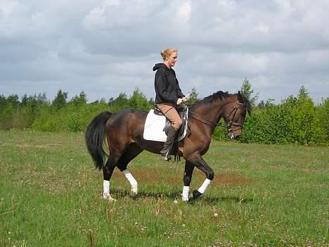 Anden særlig race flint"død" - så piaffer vi lige, nej men det ser sådan ud så jeg praller lige lidt, har da et godt løft billede 6