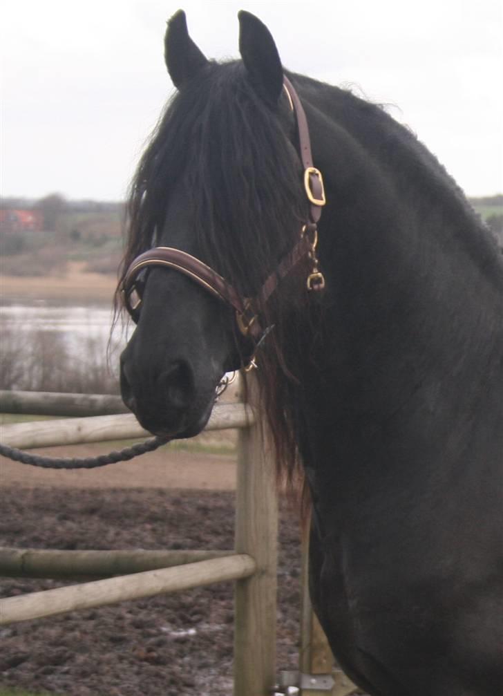 Frieser Dirk Jan K. STER billede 1