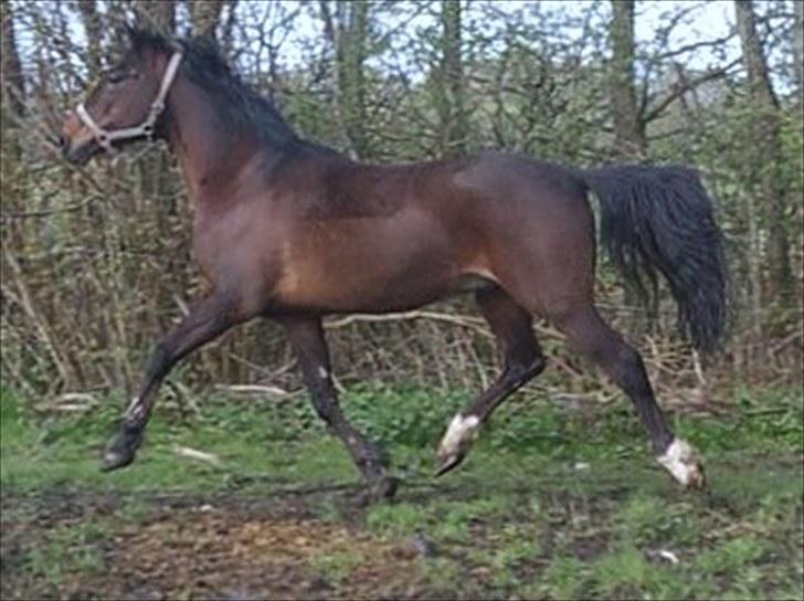 Anden særlig race flint"død" - Fighter er en af mine sønner, Fighter er stadig hingst og er 3 år billede 8