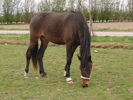 Anden særlig race flint"død" - Cortia 2 års hoppe efter samme hoppe som pintoen, ja de ligner ikke hinanden , hende her ligner jo sin far billede 9