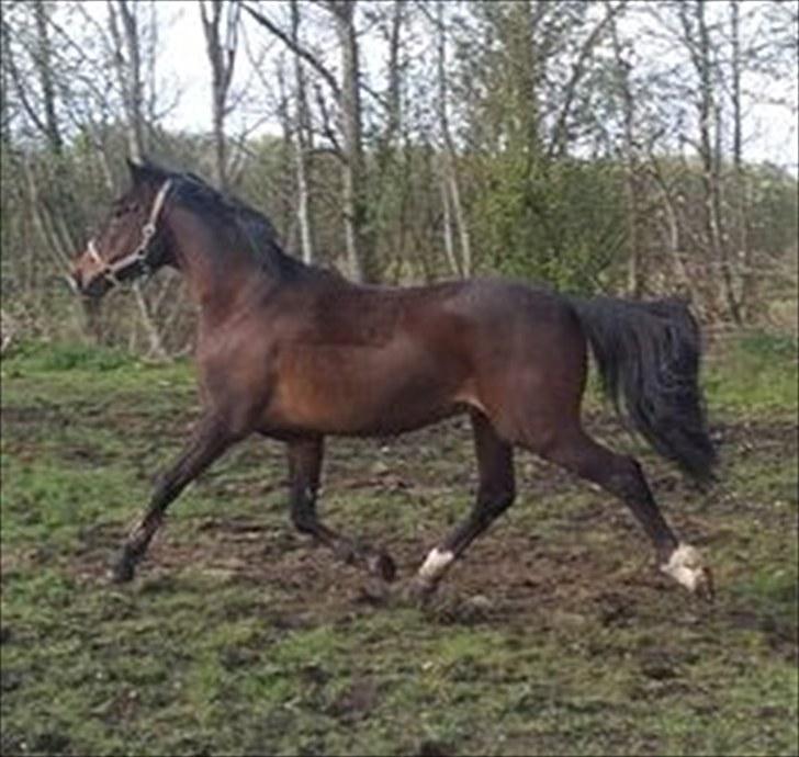 Anden særlig race flint"død" - Fighter igen er han ikke dejlig, glæder mig til han kommer hjem og skal rides billede 10