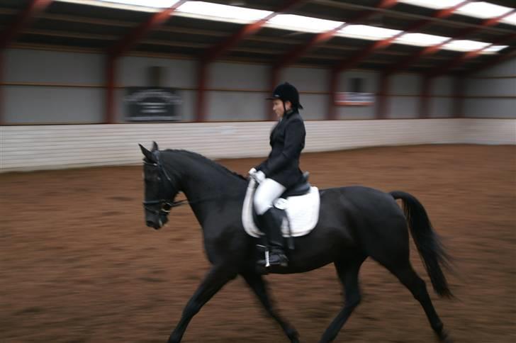 Anden særlig race Masetto - LA3 den 30.9.07 - middeltrav billede 1