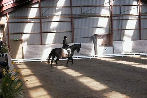 Anden særlig race Masetto billede 2