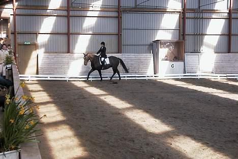 Anden særlig race Masetto billede 3