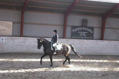 Anden særlig race Masetto billede 4