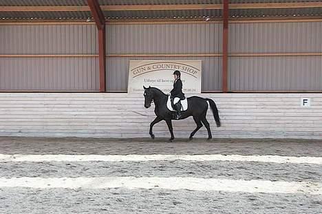 Anden særlig race Masetto - Vores allerførste stævne billede 5