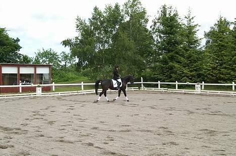 Anden særlig race Masetto billede 6