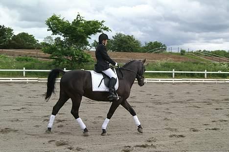 Anden særlig race Masetto billede 7