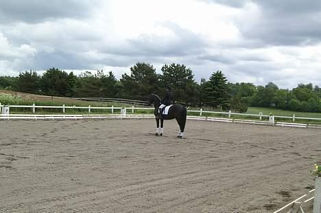 Anden særlig race Masetto - Da en meget pæn parade, hvis vi selv skal sige det... billede 8