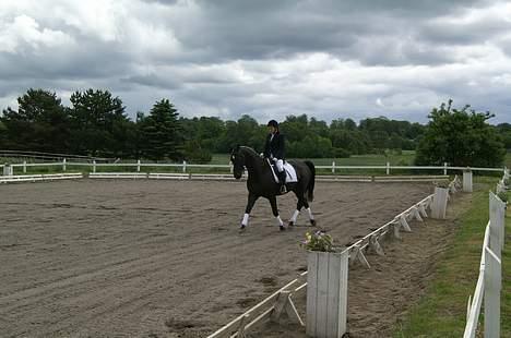 Anden særlig race Masetto billede 9
