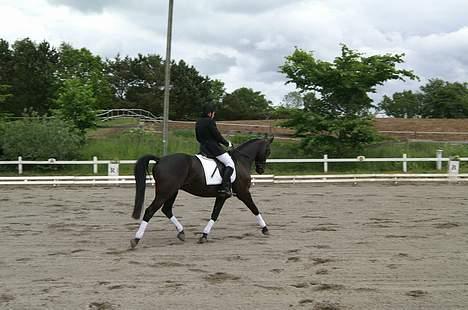 Anden særlig race Masetto - Tror det er fra vores første LA1 nogensinde billede 10