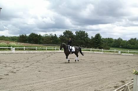 Anden særlig race Masetto - Fart på middelgaloppen. billede 11