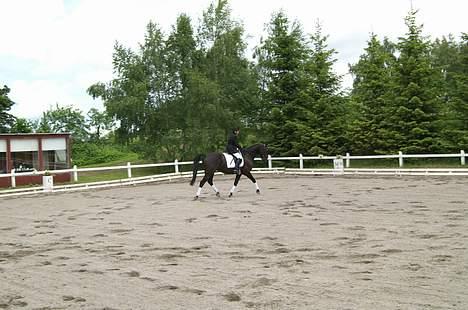 Anden særlig race Masetto billede 12