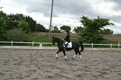 Anden særlig race Masetto billede 13