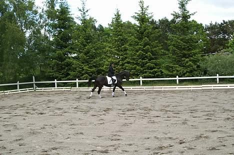 Anden særlig race Masetto billede 14