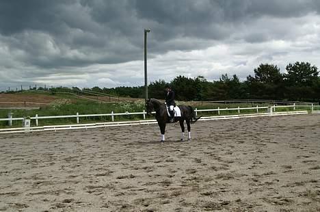 Anden særlig race Masetto billede 15