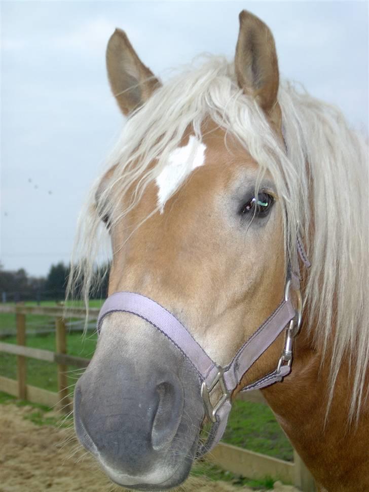 Tyroler Haflinger Miranka - Miranka 2007 billede 1