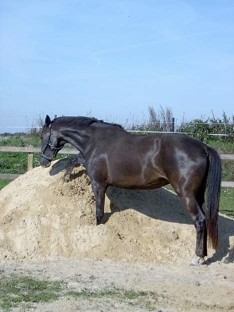 Anden særlig race Faith - mon der ligger en gulerod begravet under ?? billede 2