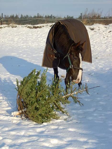 Anden særlig race Faith billede 4