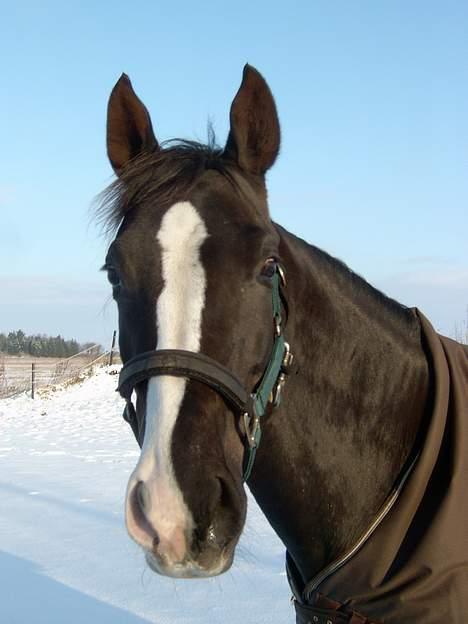 Anden særlig race Faith billede 1