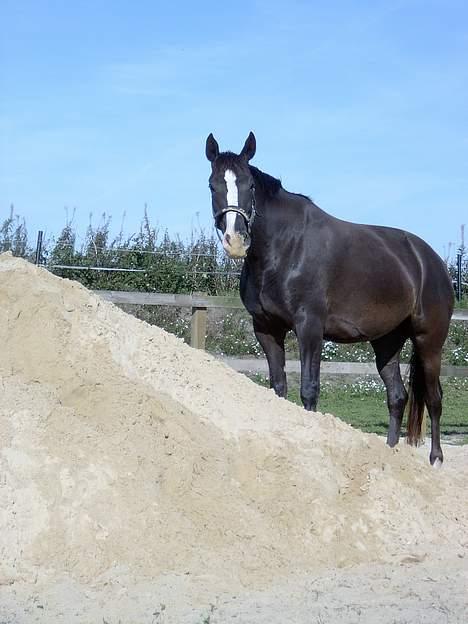 Anden særlig race Faith - hi hi billede 5