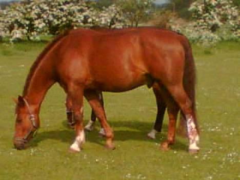 Dansk Varmblod Firaz - Skøøønt med sol og græs.. billede 6