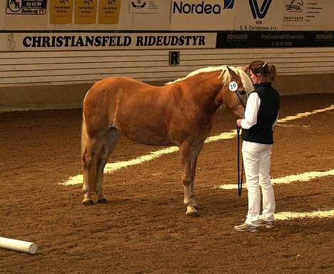 Tyroler Haflinger Miranka - igang med kåring  billede 5