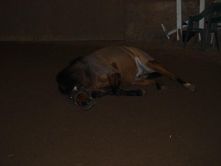 Anden særlig race ¤ Dyrkærgårds Atlantis ¤  billede 16