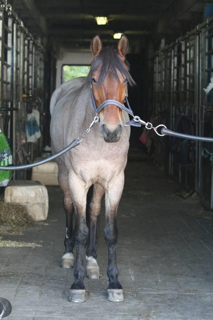 Anden særlig race Dusty  - sommer 2008. på staldgangen :) . foto: hux. billede 16