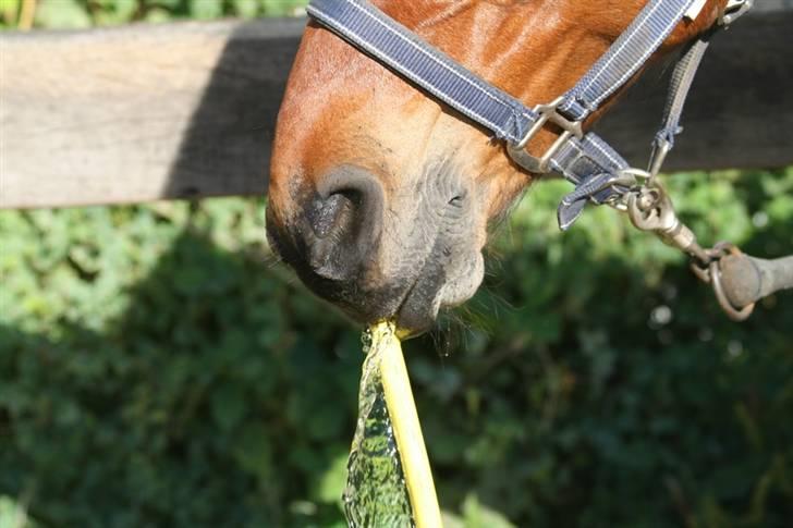 Anden særlig race Dusty  - sommer 2008. han kan sørge for vand til sig selv ;) foto: hux. billede 17