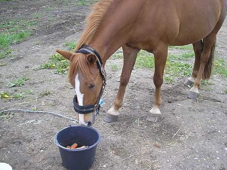 DSP Safirs Laika billede 10